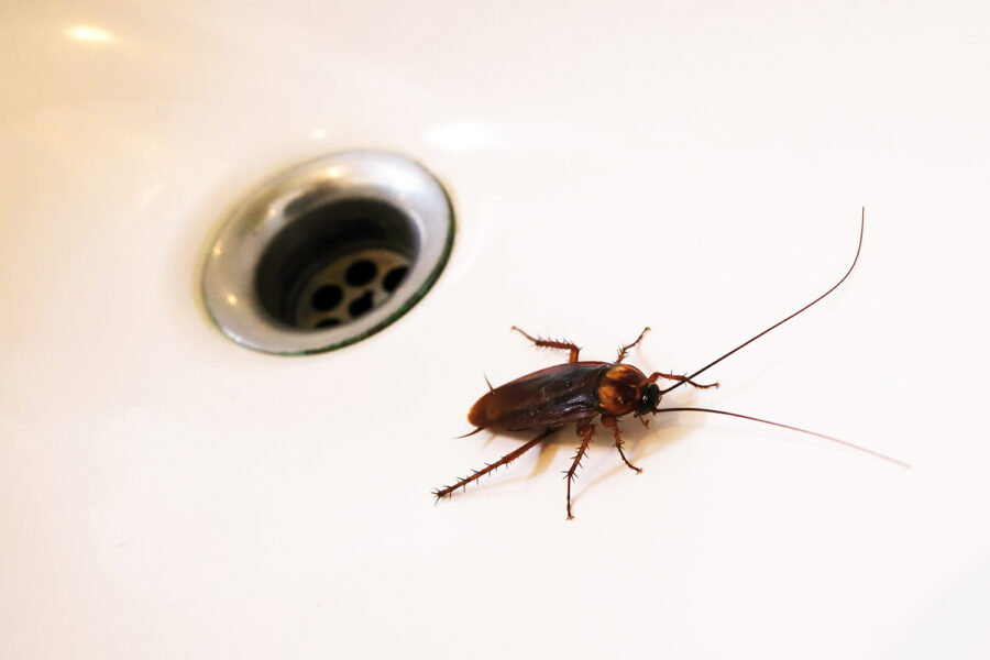 cucaracha, baños, plagas