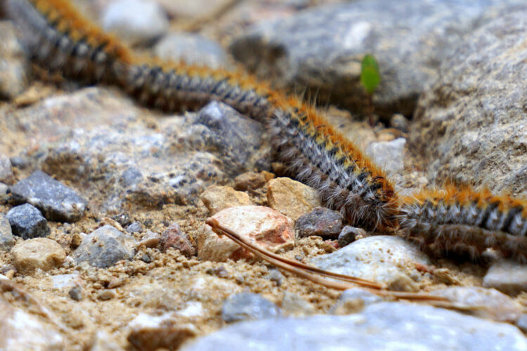 oruga procesionaria